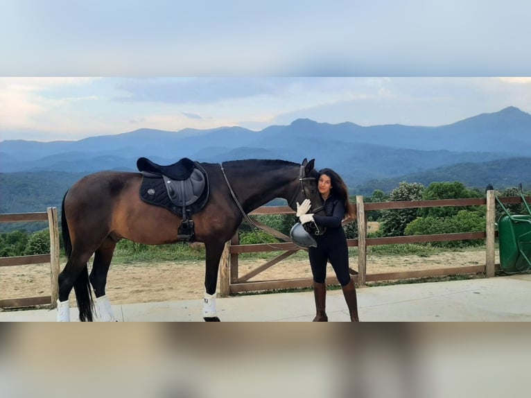 PRE Croisé Hongre 9 Ans 169 cm Noir in Априлци / Aprilci