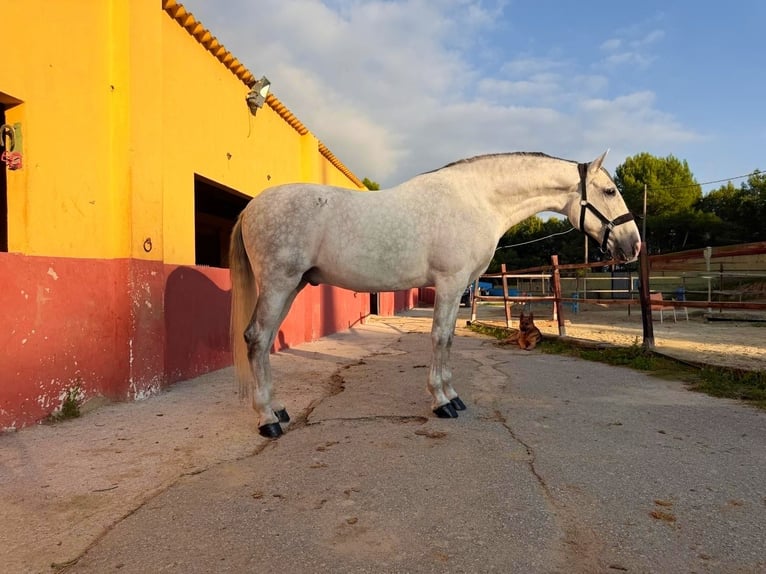 PRE Croisé Hongre 9 Ans 170 cm Gris in Terrassa