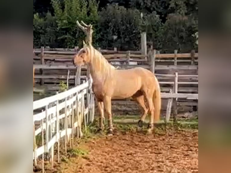 PRE Croisé Hongre 9 Ans 170 cm Palomino in Rom
