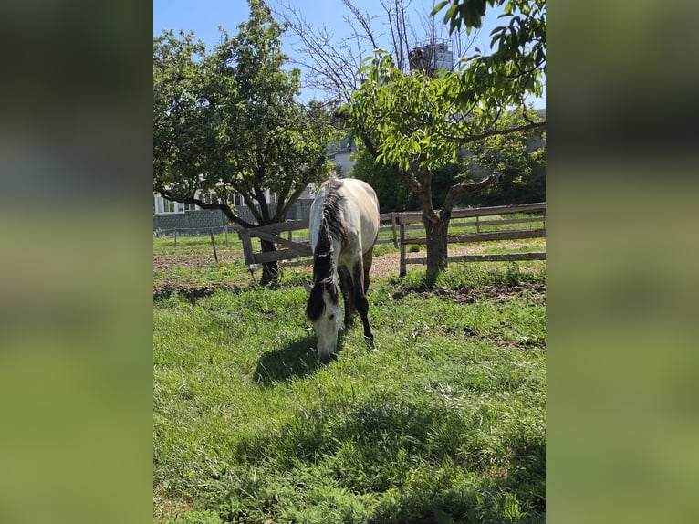 PRE Hongre 9 Ans 172 cm Gris in Loipersbach im Burgenland