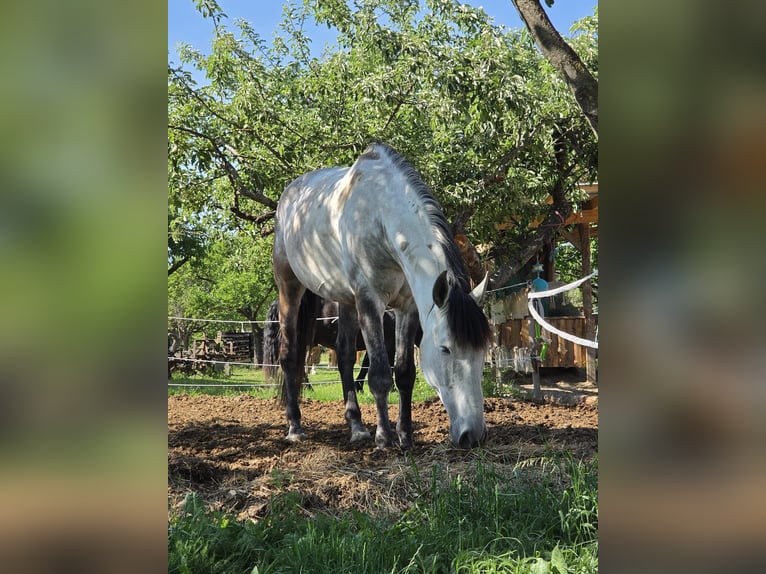 PRE Hongre 9 Ans 172 cm Gris in Loipersbach im Burgenland