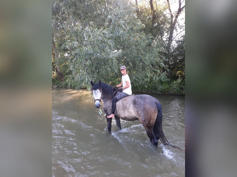 PRE Hongre 9 Ans 172 cm Gris in Müllendorf