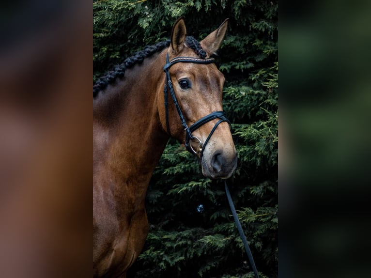 PRE Croisé Hongre 9 Ans 173 cm Buckskin in NAVAS DEL MADRONO