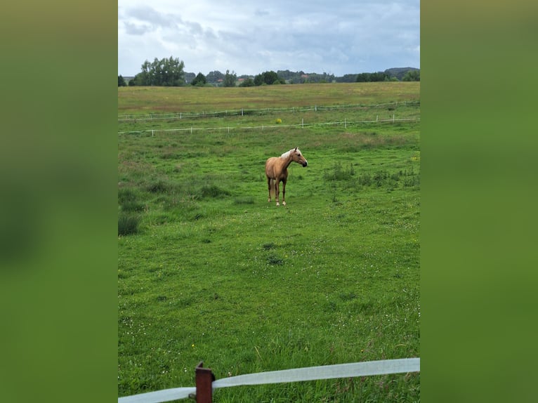 PRE Jument 10 Ans 148 cm Palomino in Klein Upahl