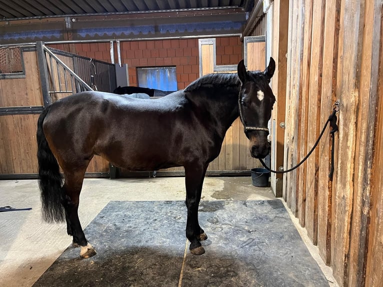 PRE Croisé Jument 10 Ans 154 cm Bai brun in Hamburg