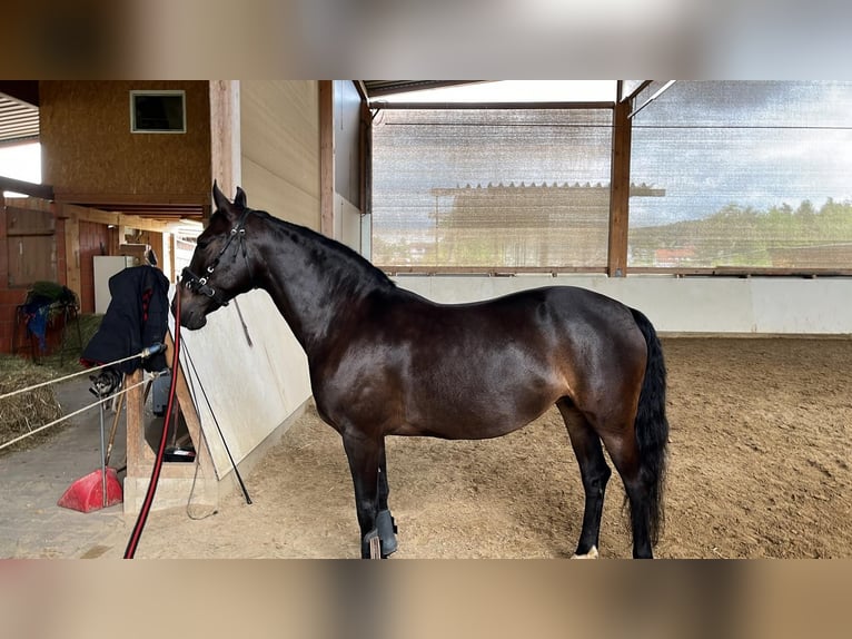 PRE Croisé Jument 10 Ans 154 cm Bai brun in Hamburg