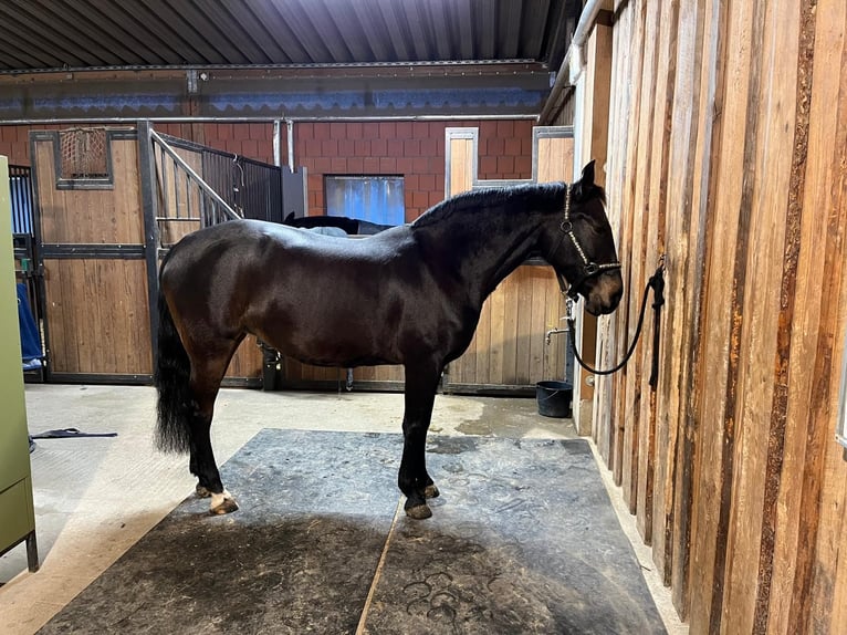 PRE Croisé Jument 10 Ans 154 cm Bai brun in Hamburg