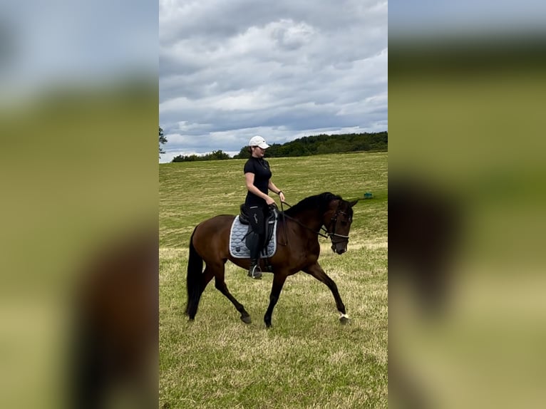 PRE Croisé Jument 10 Ans 155 cm Bai in Hennef