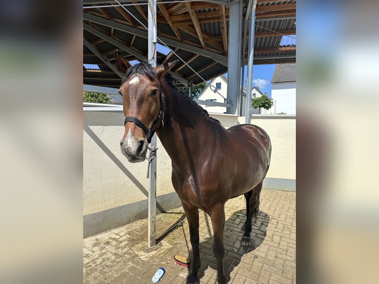 PRE Croisé Jument 10 Ans 155 cm Bai in Hennef