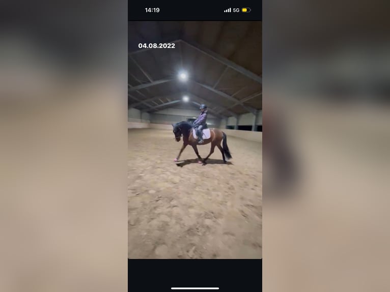 PRE Croisé Jument 10 Ans 155 cm Bai in Hennef
