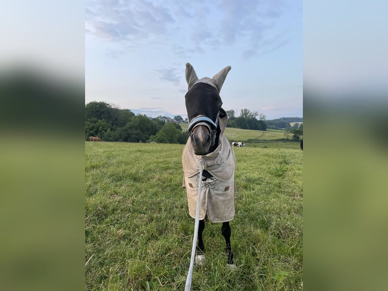PRE Croisé Jument 10 Ans 155 cm Bai in Hennef