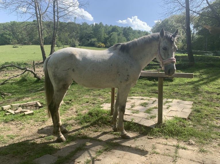 PRE Croisé Jument 10 Ans 155 cm Gris in Essen