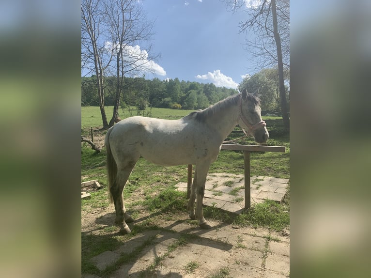 PRE Jument 10 Ans 155 cm Gris in Essen