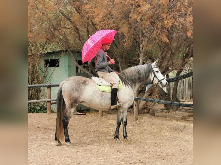PRE Croisé Jument 10 Ans 155 cm Gris in Adra Almeria