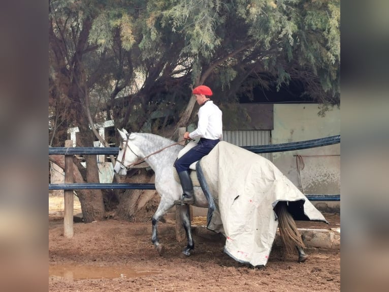 PRE Croisé Jument 10 Ans 155 cm Gris in Adra Almeria