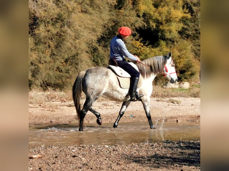 PRE Croisé Jument 10 Ans 155 cm Gris in Adra Almeria