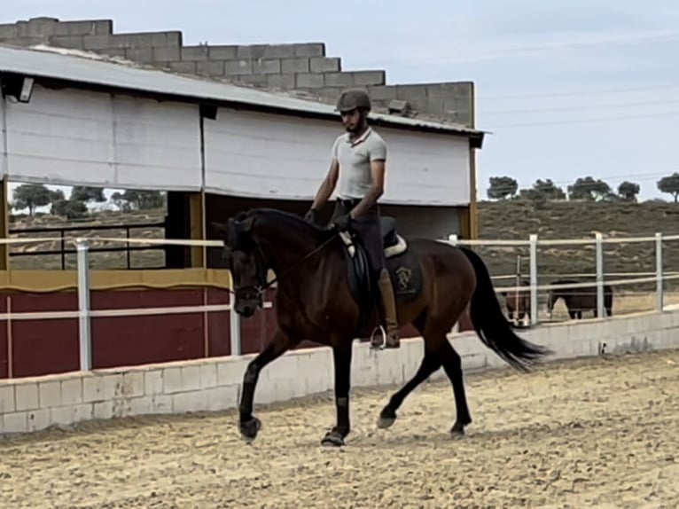 PRE Croisé Jument 10 Ans 158 cm Bai cerise in Bobadilla-Estación, Malaga