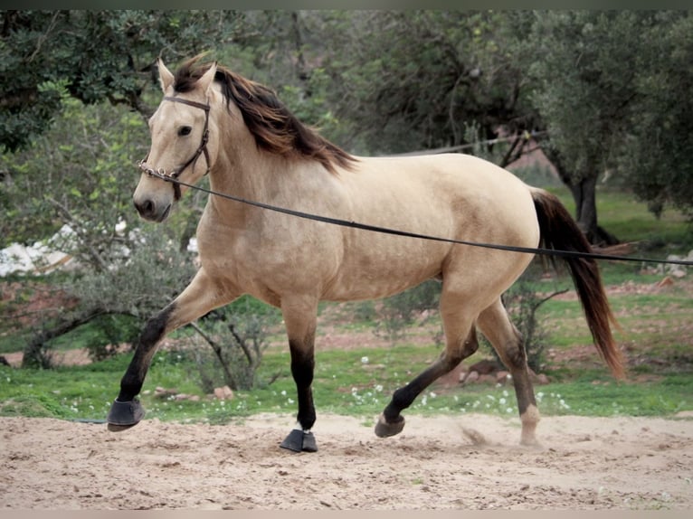 PRE Croisé Jument 10 Ans 158 cm Buckskin in Valencia