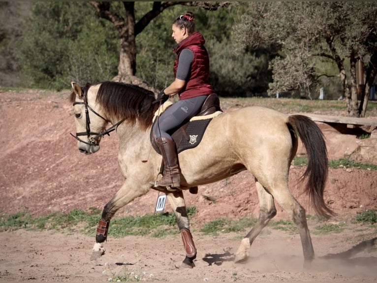 PRE Croisé Jument 10 Ans 158 cm Buckskin in Valencia