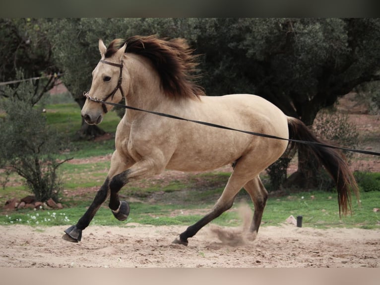 PRE Croisé Jument 10 Ans 158 cm Buckskin in Valencia