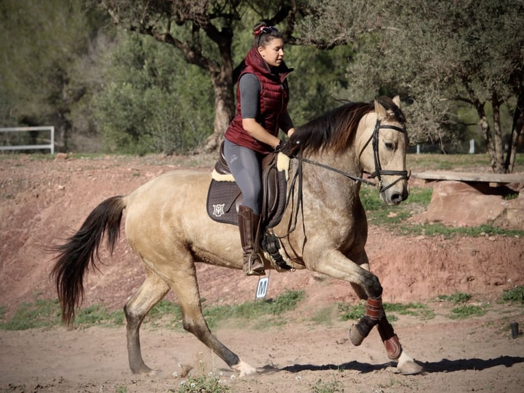 PRE Croisé Jument 10 Ans 158 cm Buckskin in Valencia