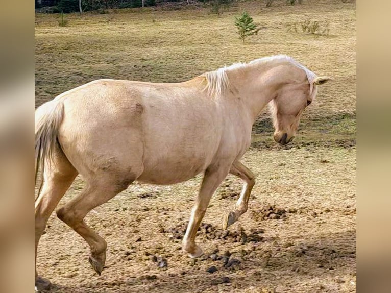 PRE Jument 10 Ans 158 cm Palomino in Le Chambon-sur-Lignon