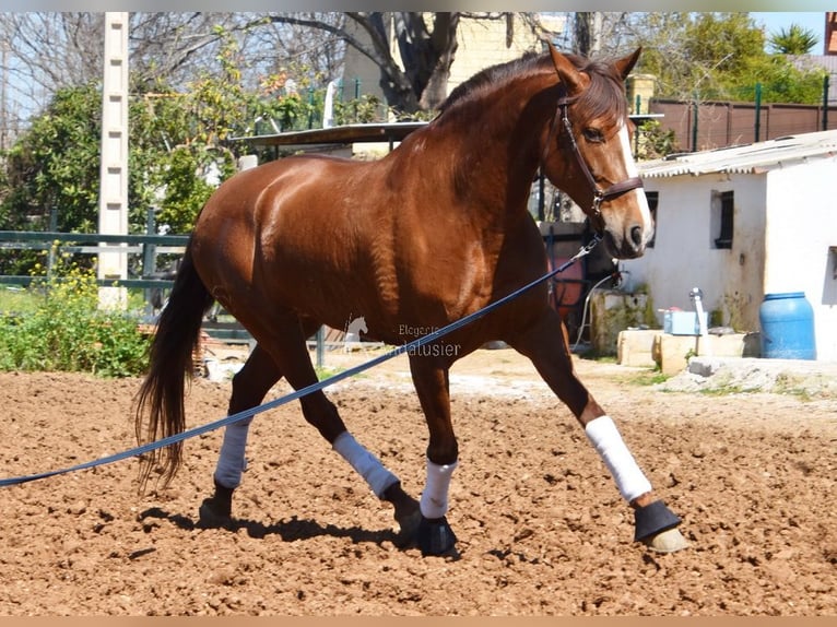 PRE Jument 10 Ans 160 cm Alezan in Provinz Malaga