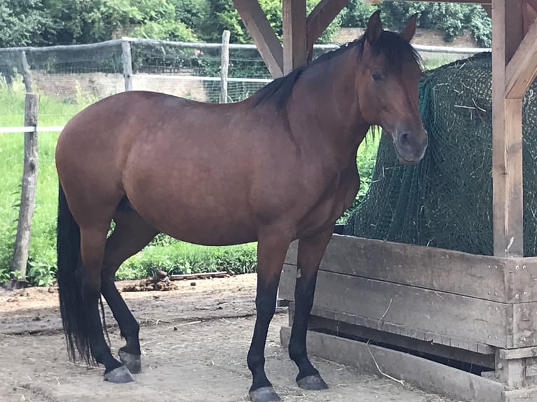 PRE Croisé Jument 10 Ans 160 cm Bai in Korneuburg