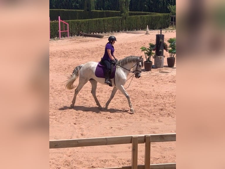 PRE Jument 10 Ans 160 cm Gris in Naquera