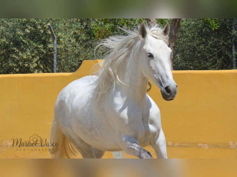 PRE Jument 10 Ans 160 cm Gris moucheté in Arcos de la Frontera