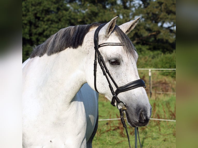 PRE Croisé Jument 10 Ans 161 cm Gris in Elmshorn