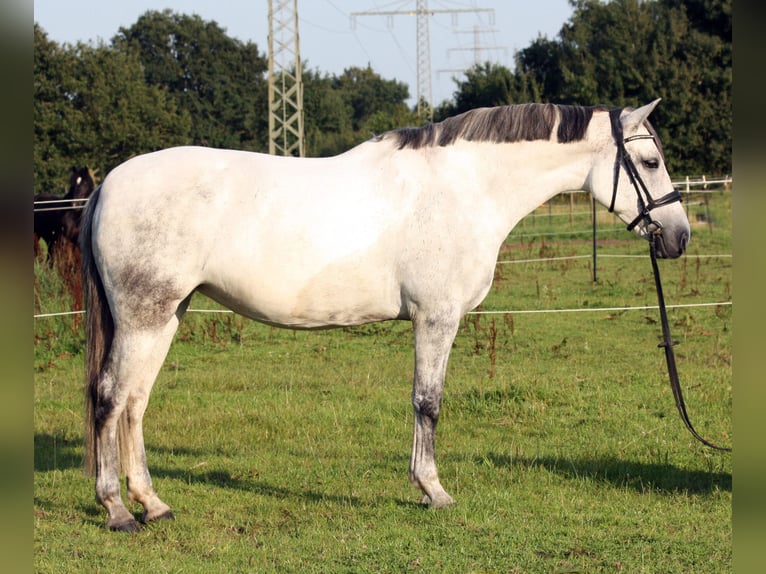 PRE Croisé Jument 10 Ans 161 cm Gris in Elmshorn