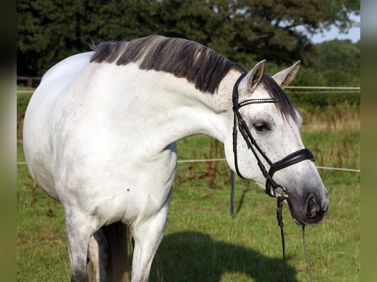 PRE Croisé Jument 10 Ans 161 cm Gris in Elmshorn