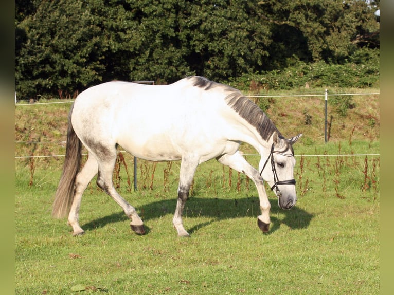 PRE Croisé Jument 10 Ans 161 cm Gris in Elmshorn