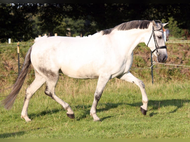 PRE Croisé Jument 10 Ans 161 cm Gris in Elmshorn