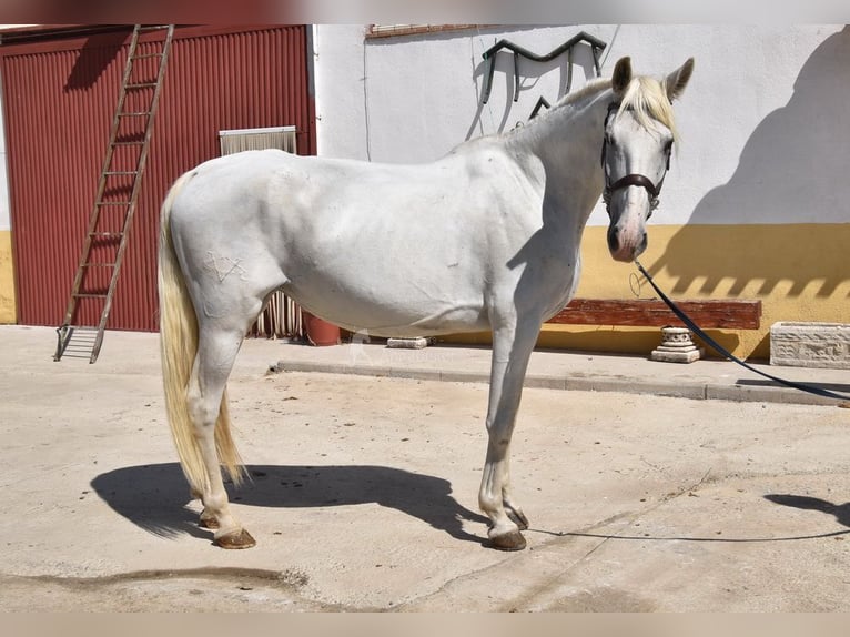 PRE Jument 10 Ans 162 cm Gris in Provinz Granada