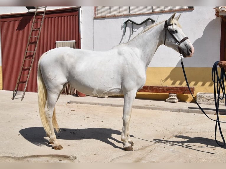 PRE Jument 10 Ans 162 cm Gris in Provinz Granada