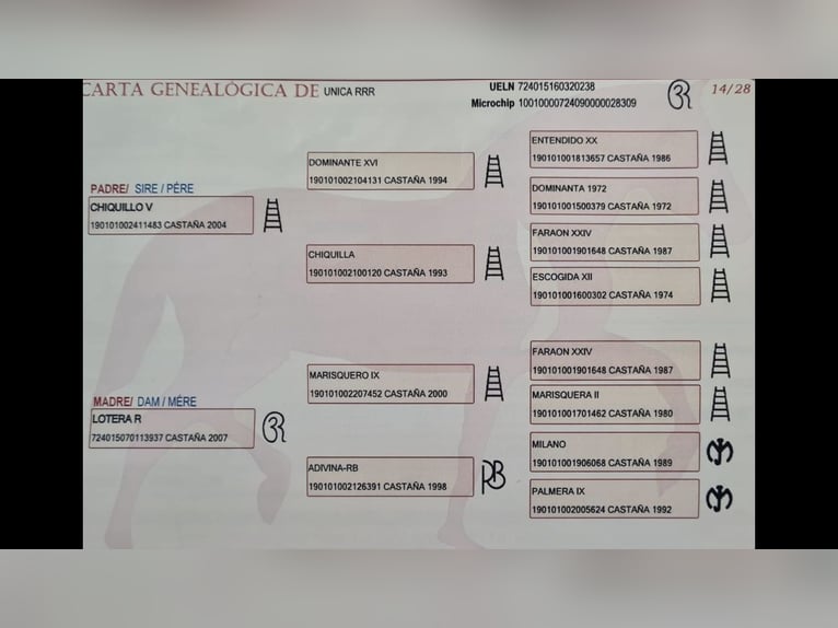PRE Croisé Jument 10 Ans 163 cm Bai in Bahlingen am Kaiserstuhl