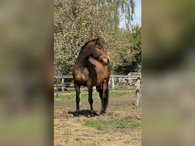 PRE Croisé Jument 10 Ans 164 cm Bai brun in Stralsund
