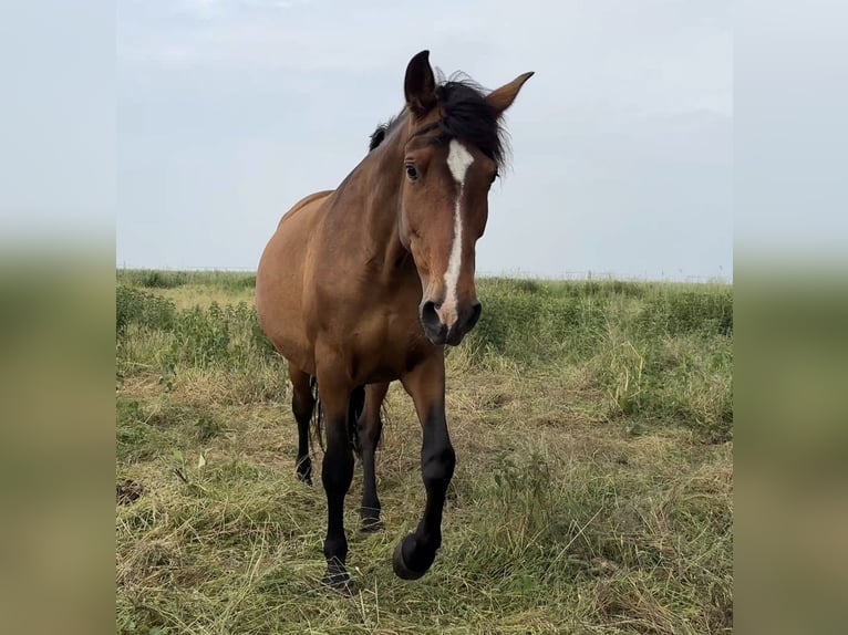 PRE Croisé Jument 10 Ans 164 cm Bai brun in Stralsund