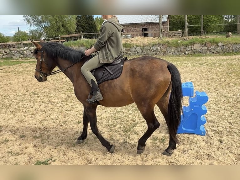 PRE Croisé Jument 10 Ans 164 cm Bai brun in Stralsund