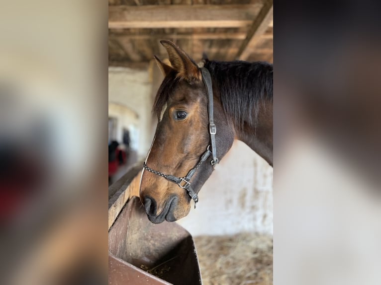 PRE Croisé Jument 10 Ans 164 cm Bai brun in Stralsund