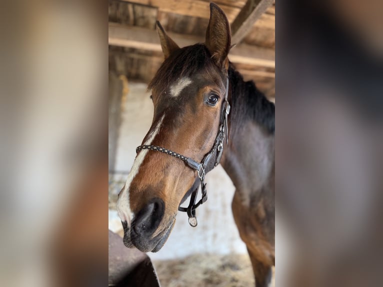PRE Croisé Jument 10 Ans 164 cm Bai brun in Stralsund