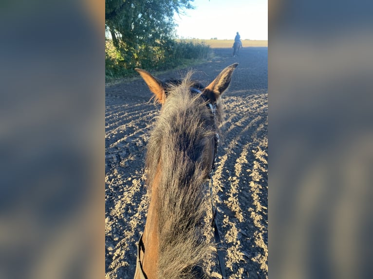 PRE Croisé Jument 10 Ans 164 cm Bai brun in Stralsund
