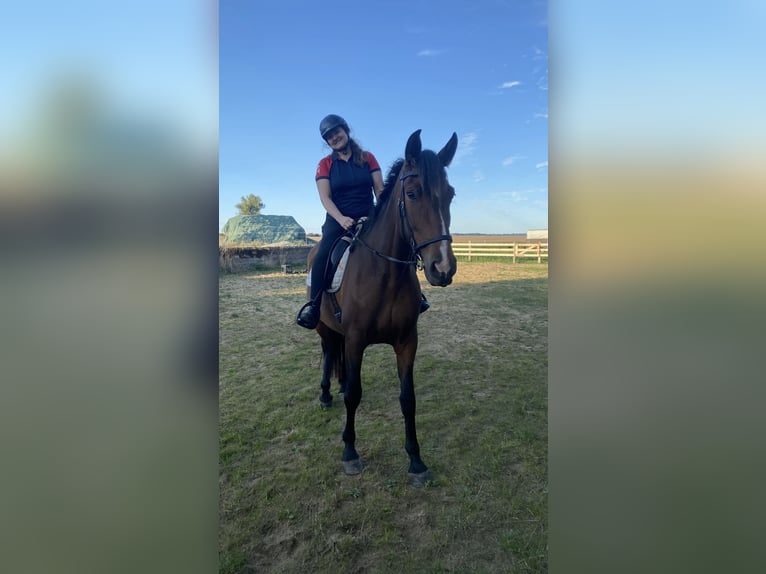 PRE Croisé Jument 10 Ans 164 cm Bai brun in Stralsund