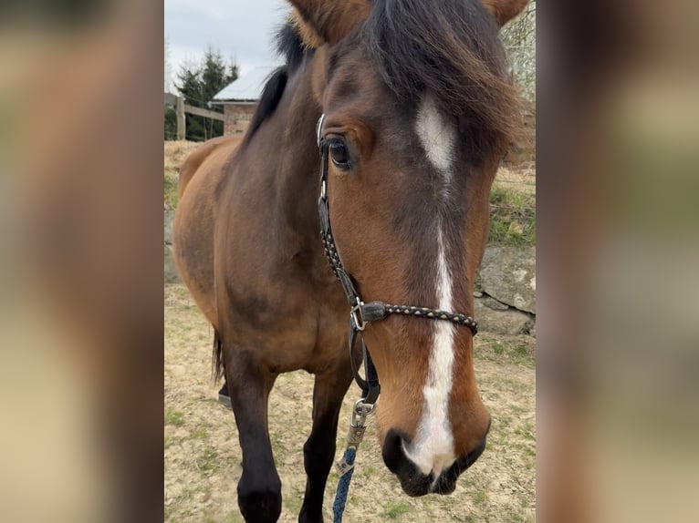 PRE Croisé Jument 10 Ans 164 cm Bai brun in Stralsund