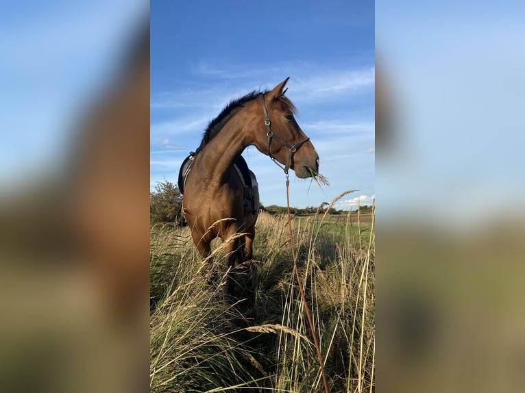 PRE Croisé Jument 10 Ans 164 cm Bai brun in Stralsund
