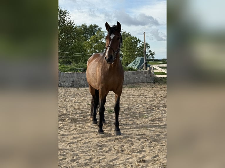 PRE Croisé Jument 10 Ans 164 cm Bai brun in Stralsund