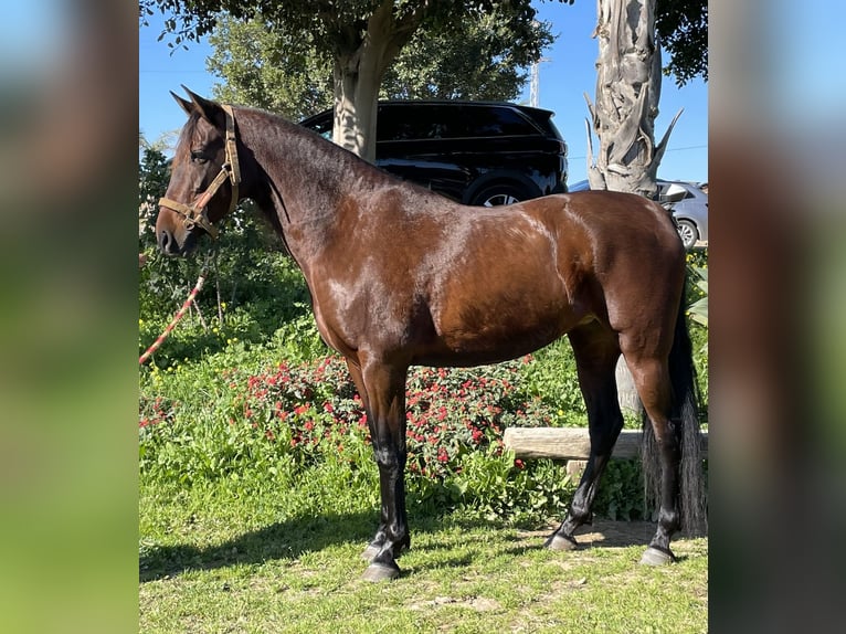 PRE Croisé Jument 10 Ans 164 cm Bai in Malaga