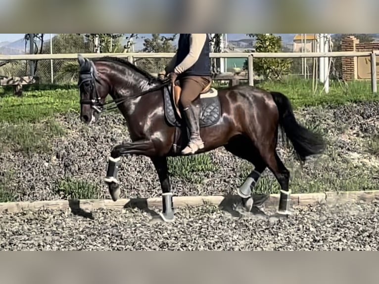 PRE Croisé Jument 10 Ans 164 cm Bai in Malaga